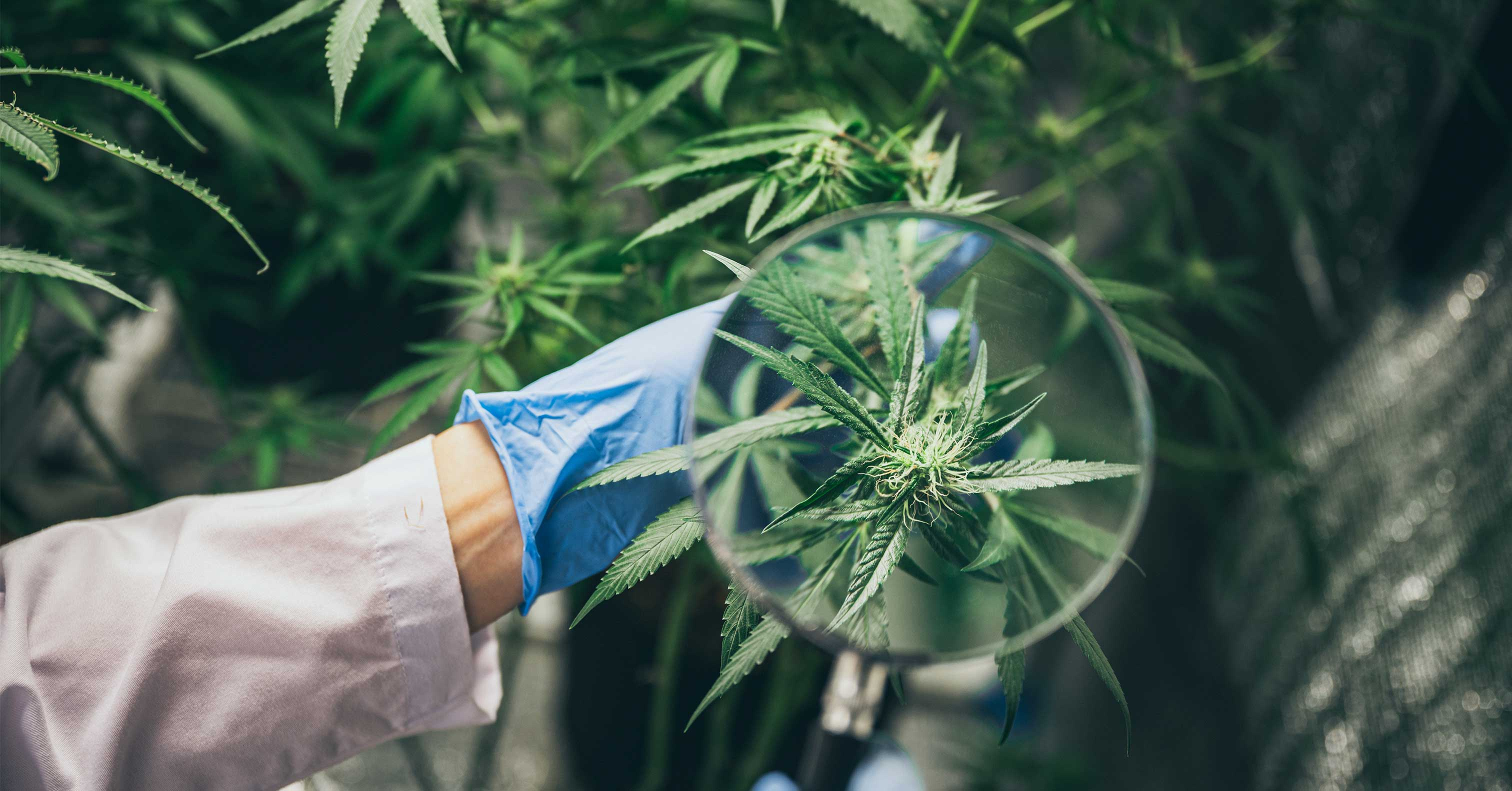 CBD