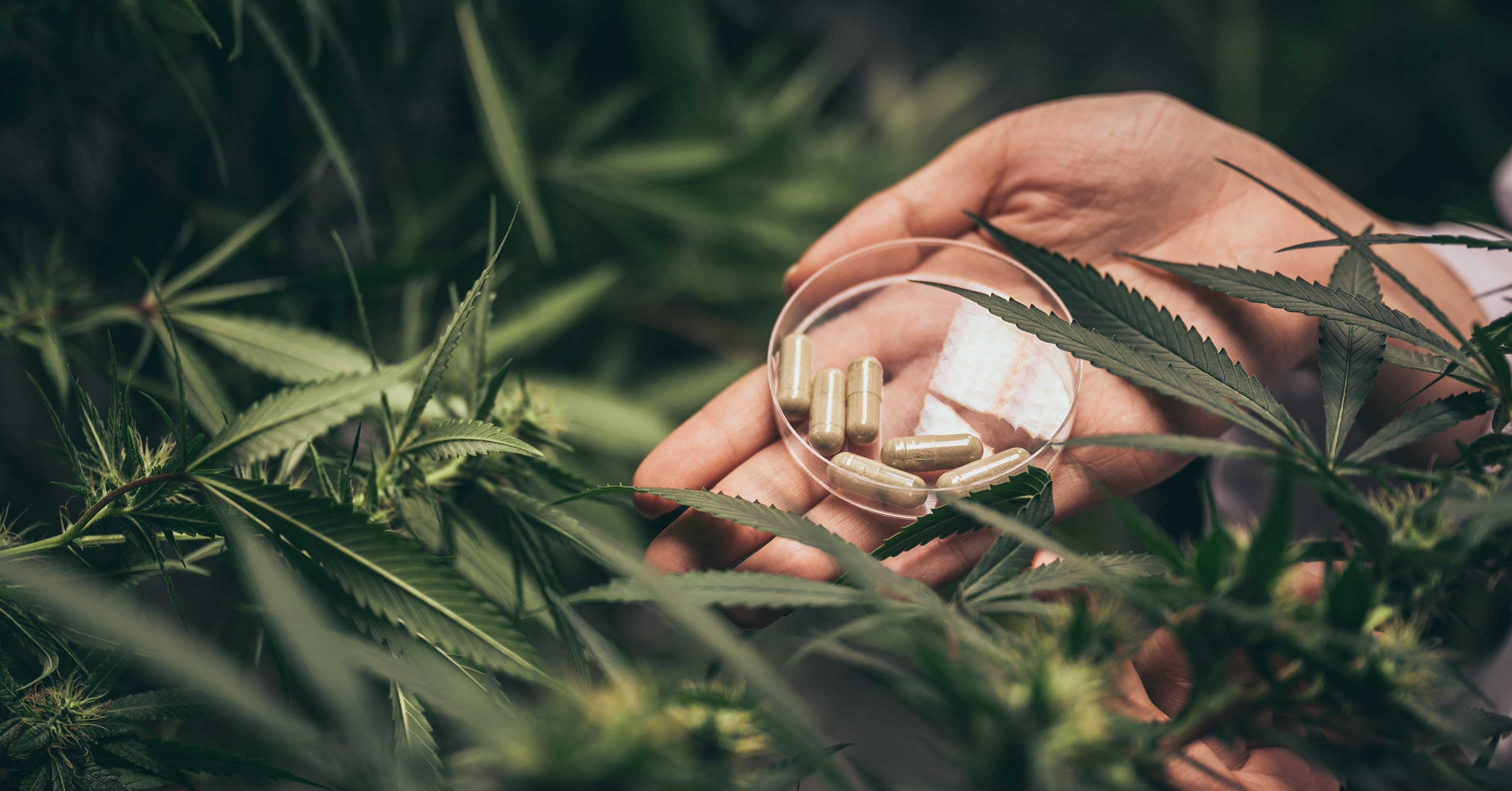 CBD for athletes